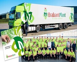 Brabant Plant